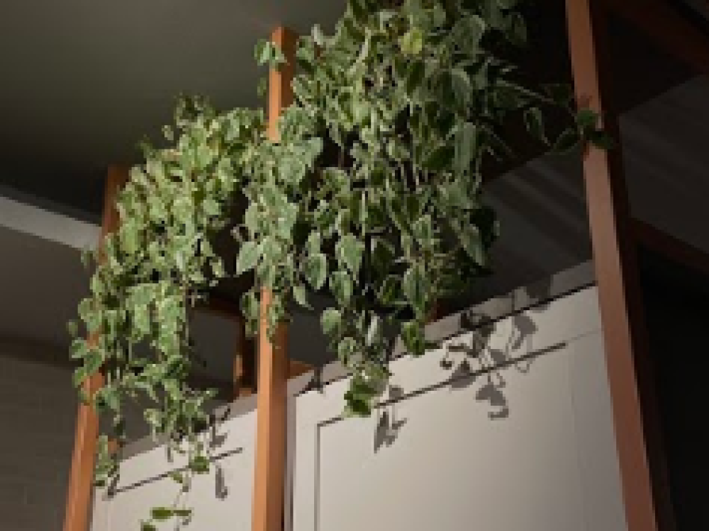 lince-sh-pubp5c07d70oknytcdw5fgv8co25zzwc65p9i4gx1o